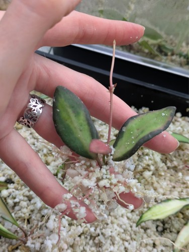 Hoya butoniae variegated well - variegated,