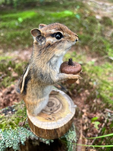 Chipmunk taxidermy eastern - chipmunk,