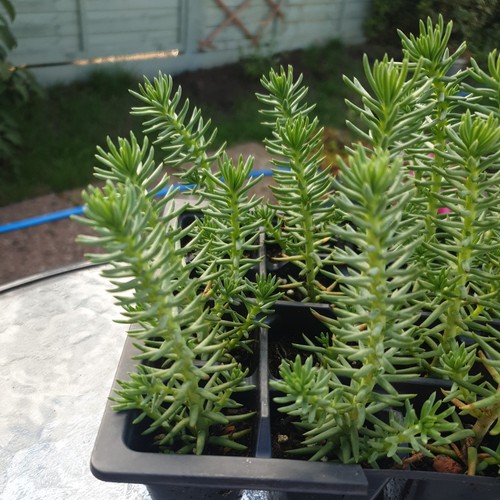 Rooted plugs sedum - x,