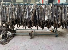 1 PIECE Real Raccoon Skin Pelt Soft Leather Hides for Crafting Garments Collar