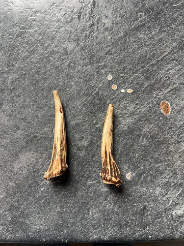 Two muntjac antlers 6cm - muntjac,