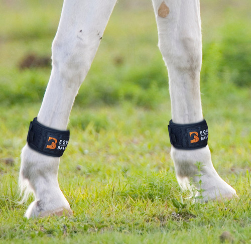 Magnetic horse leg bands - horse,