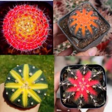 4pcs 3cm Cactus Succulent Plant Astrophytum asterias/Gymnocalycium ragonesei 
