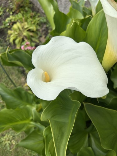 White arum lily - (calla),
