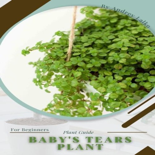 Baby tears plant - tears,