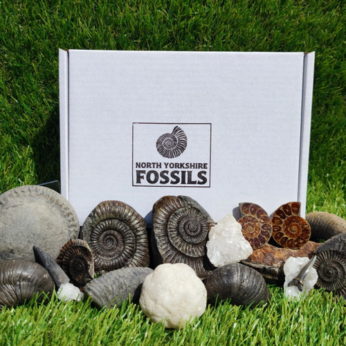 Super deluxe fossil - , box