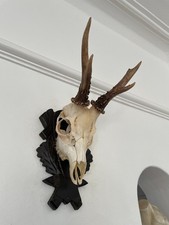 Antlers on top half of skull
