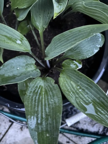 Hosta deane dream small - hosta, dream'