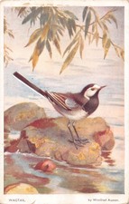 POSTCARD - WAGTAIL - WINIFRED