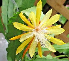 Epiphyllum "Fruhlings Gold"