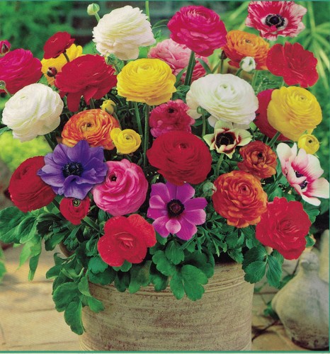 Bulbs freesia ranunculus - bulbs,