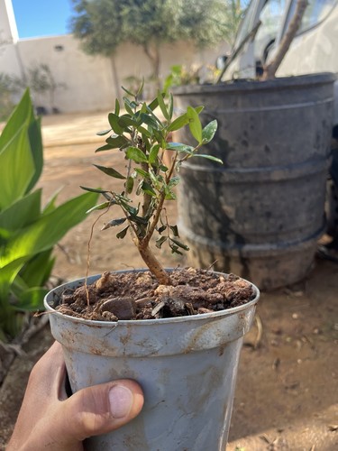 Olive bonsai mediterranean - olive,