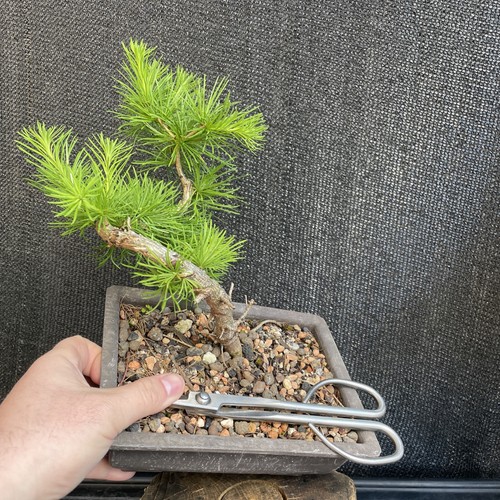 Larch bonsai tree nice - bonsai, trunk