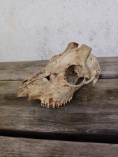 Young Roe Deer Skull Foraged