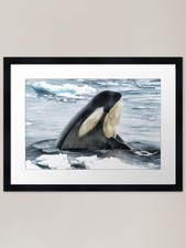 Orca Whale Spyhop Framed Art