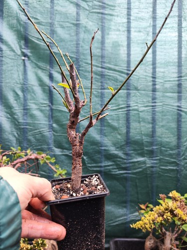 Plum blossom bonsai - bonsai（, white