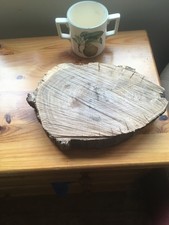 Oak wood tree log section slab