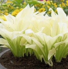 Hosta ‘White Feather , Hardy