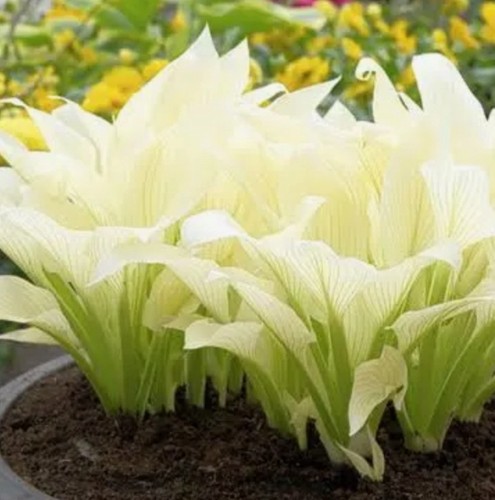 Hosta white feather hardy - ‘white,