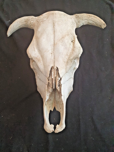 Bovine skull with horns bull - skull,