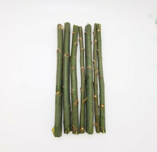 150 hybrid willow tree fast - 150,