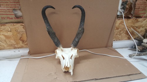 Typical pronghorn antelope - 12",