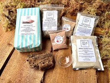 Giant African Land Snail