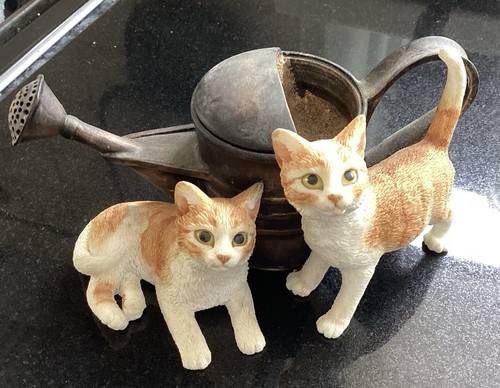 Playfull kittens the - -,