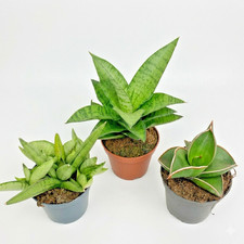 1set-3pcs Sansevieria Trio Set