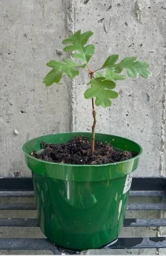 English oak tree seedlings - tree, 10-