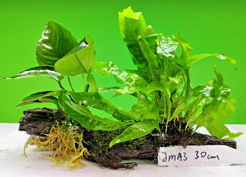 Java fern moss anubias - java,