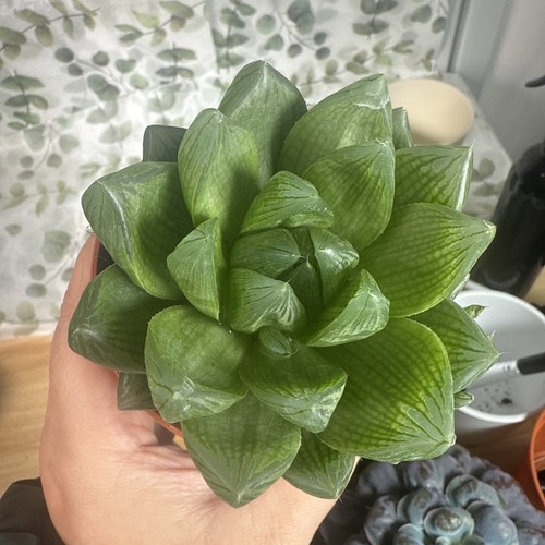 Haworthia cooperii var obtusa - cooperii, var.obtusa