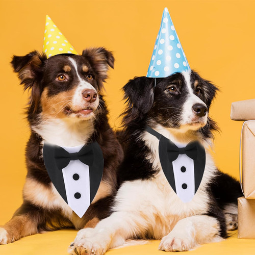 Dog tuxedo wedding - tuxedo, bandana