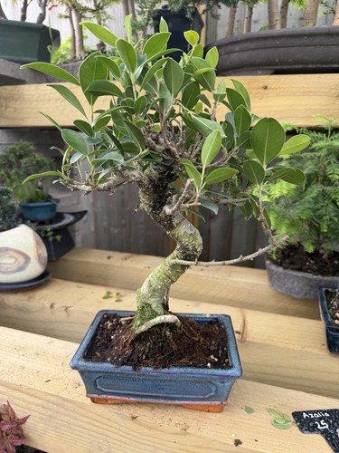Ficus bonsai tree - bonsai,