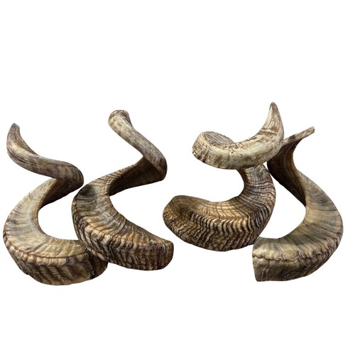 Ram horn natural merino - ram,