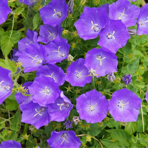Campanula clips blue large - campanula,