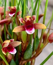 Maxillaria Species 'Cherry Kiss' NEW Fragrance in the Pot Orchid Orchids
