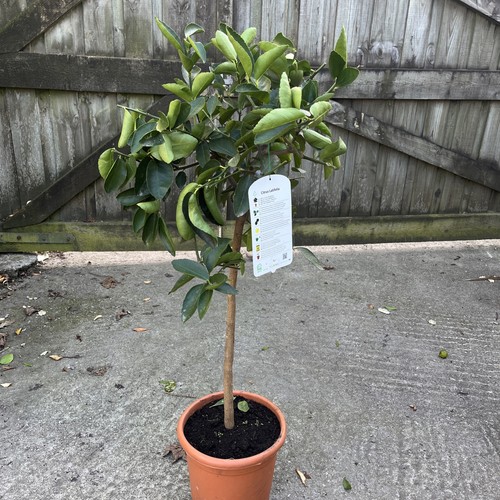 Citrus lime tahiti edible - 'tahiti',