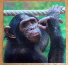 'Chimpanzee’ 3D Holographic