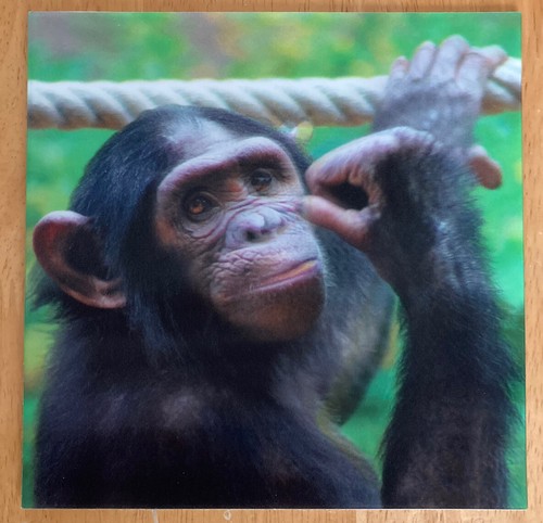 Chimpanzee 3d holographic - 3d,