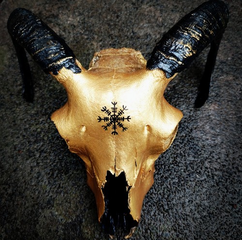 Real ram skull - hand, painted