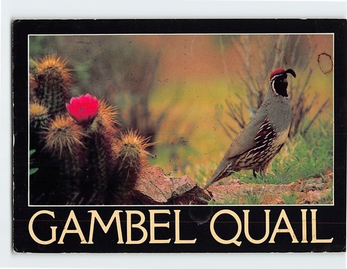 Postcard gambel quail - gambel, bird