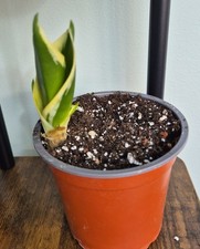 Sansevieria Golden Hahnii-