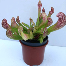 SARRACENIA WRIGLEYANA hybrid