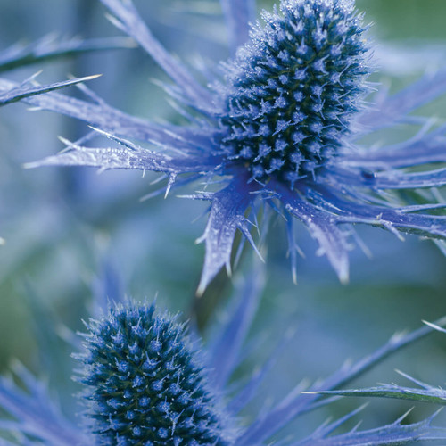 Eryngium big blue sea - eryngium, blue'