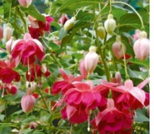 5  X  FUCHSIA UPRIGHT PLUG PLANTS  CHOICE OF VARIETIES   PRE ORDER