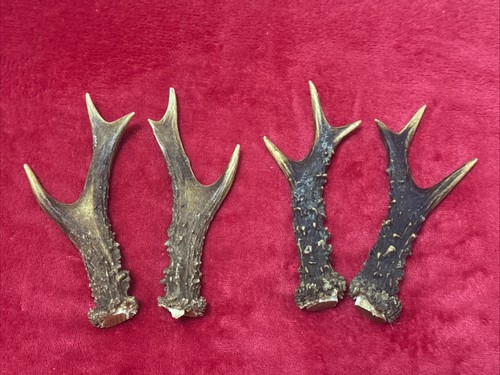 Pairs roe deer antlers - deer,