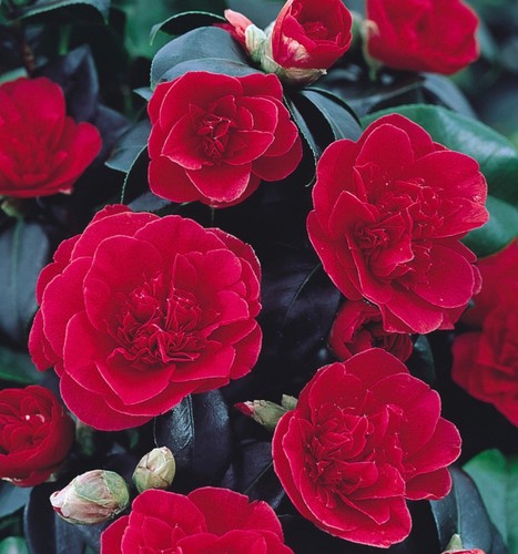 Camellia japonica lady - camellia,