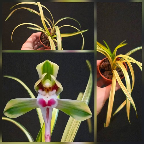 Mini cymbidium goeringii chun - mini,