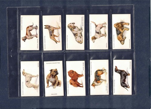 1931 john player son - john, dogs